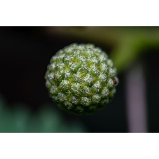 Obiektyw Venus Optics Laowa 90 mm f/2.8 Ultra Macro APO do Canon RF