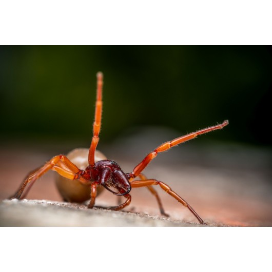 Obiektyw Venus Optics Laowa 90 mm f/2.8 Ultra Macro APO do Canon RF