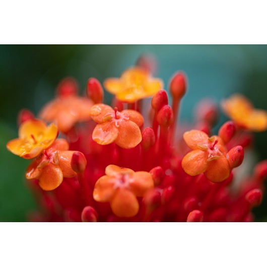 Obiektyw Venus Optics Laowa 90 mm f/2.8 Ultra Macro APO do Canon RF