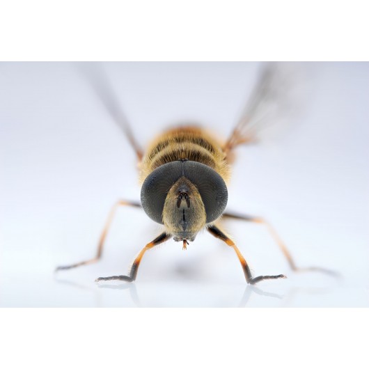 Obiektyw Venus Optics Laowa 90 mm f/2.8 Ultra Macro APO do Canon RF