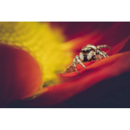 Obiektyw Venus Optics Laowa 90 mm f/2.8 Ultra Macro APO do Canon RF