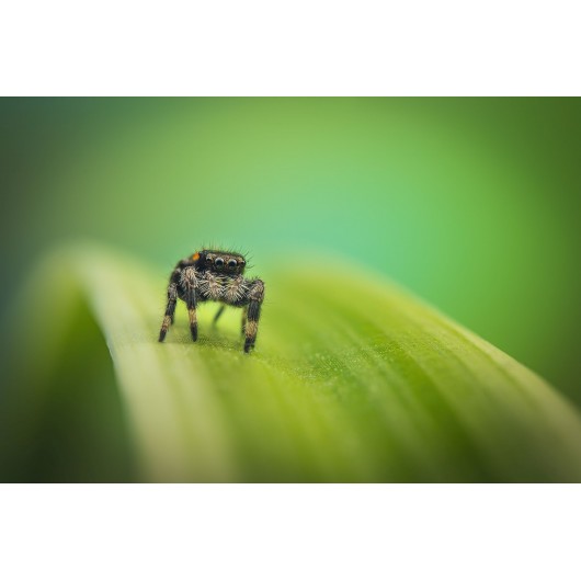 Obiektyw Venus Optics Laowa 90 mm f/2.8 Ultra Macro APO do Canon RF