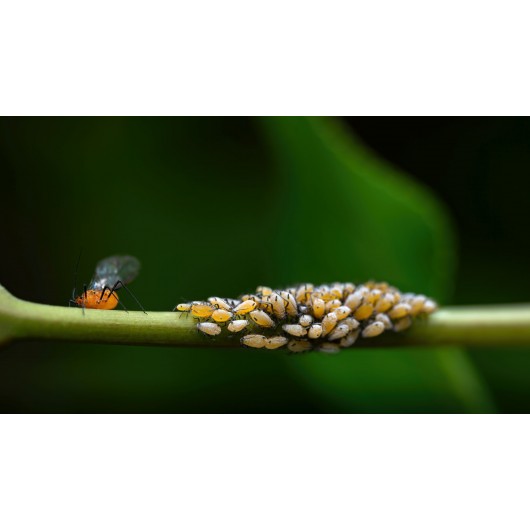 Obiektyw Venus Optics Laowa 90 mm f/2.8 Ultra Macro APO do Canon RF