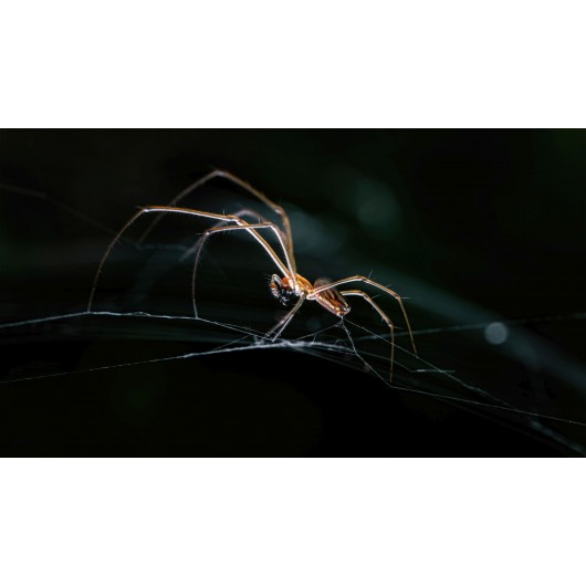 Obiektyw Venus Optics Laowa 90 mm f/2.8 Ultra Macro APO do Canon RF