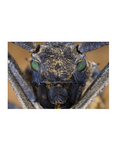 Obiektyw Venus Optics Laowa 65 mm f/2,8 2x Ultra Macro APO do Canon RF