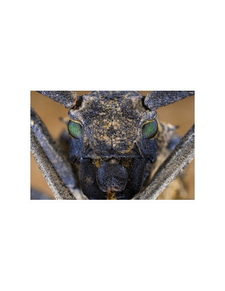 Obiektyw Venus Optics Laowa 65 mm f/2,8 2x Ultra Macro APO do Canon RF