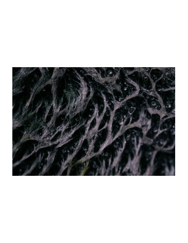 Obiektyw Venus Optics Laowa 65 mm f/2,8 2x Ultra Macro APO do Canon RF