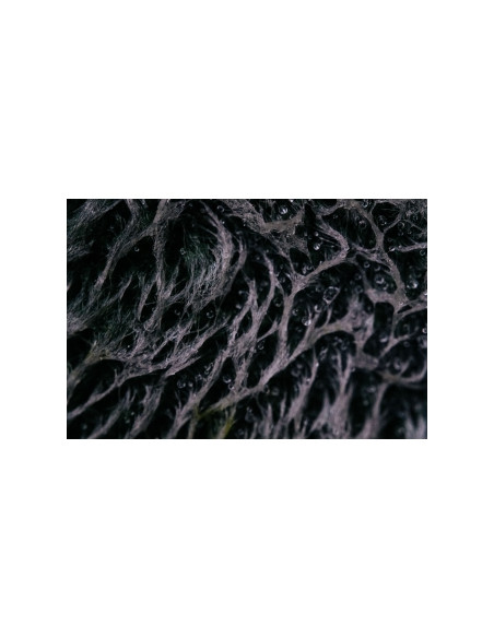 Obiektyw Venus Optics Laowa 65 mm f/2,8 2x Ultra Macro APO do Canon RF