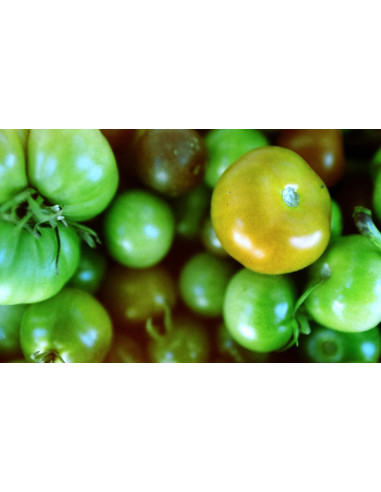 KONO Film Original Monsoon 36