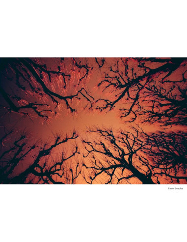 KONO Film Rotwild 2 kolorowy negatywow