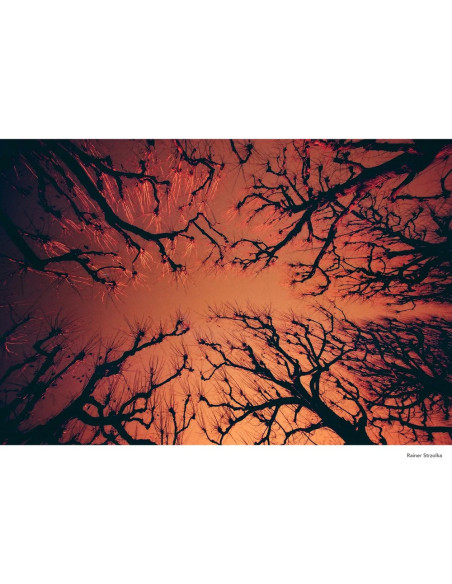 KONO Film Rotwild 2 kolorowy negatywow