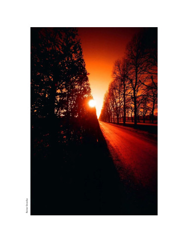 KONO Film Rotwild 2 kolorowy negatywow