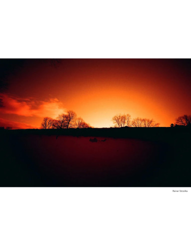 KONO Film Rotwild 2 kolorowy negatyw