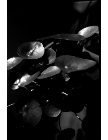 KONO Film Slow Black&White ISO 6 negatyw...