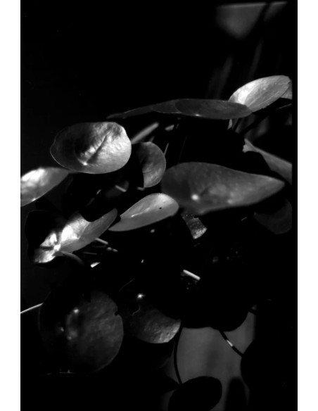 KONO Film Slow Black&White ISO 6 negatyw czarno-biały