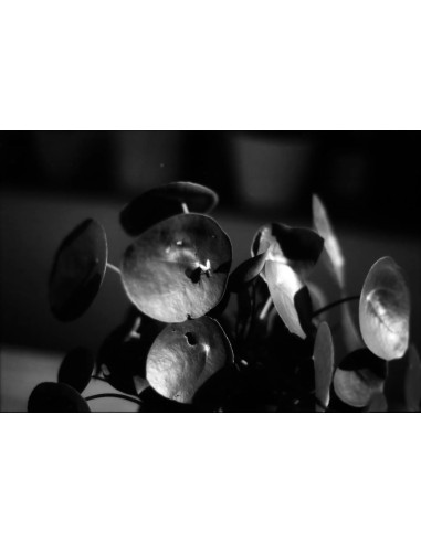 KONO Film Slow Black&White ISO 6 negatyw...