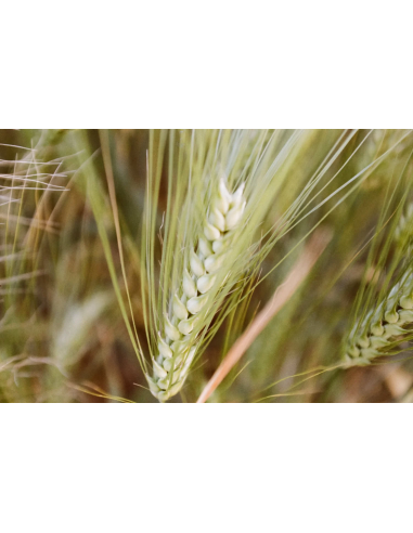 KONO Film Color 400 36 negatyw kolorowy 2 szt.