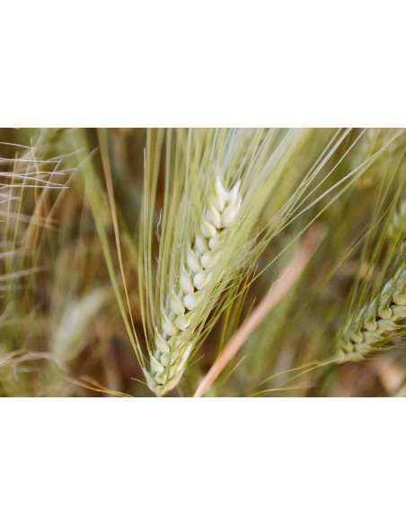 KONO Film Color 400 36 negatyw kolorowy 2 szt.