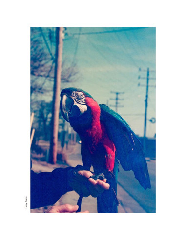 KONO Film Original Moonstruck 36 kolorowy...