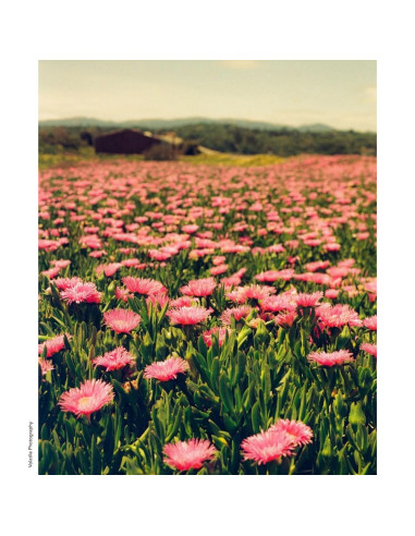 KONO Film Original Moonstruck 36 kolorowy...