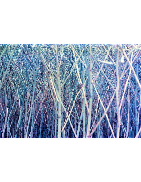 KONO Film Original Moonstruck 36 kolorowy negatyw 35 mm