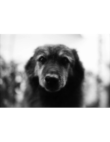 KONO Film Slow Black&White ISO 6 negatyw...