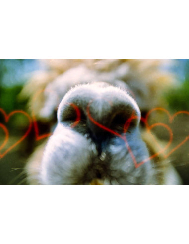 KONO Film Effect Liebe (love) negatyw kolorowy