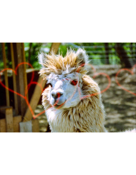 KONO Film Effect Liebe (love) negatyw kolorowy