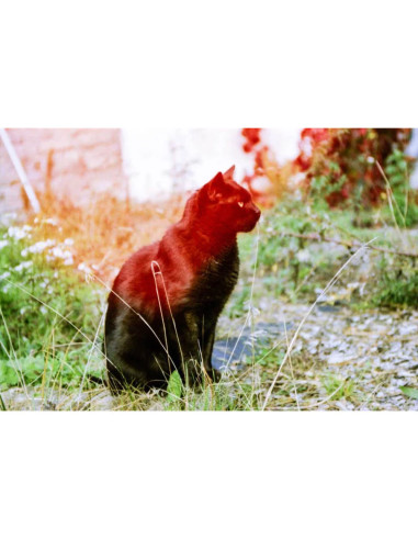 KONO Film Original Sunstroke 36