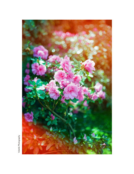 KONO Film Original Sunstroke 36