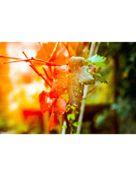 KONO Film Original Sunstroke 36