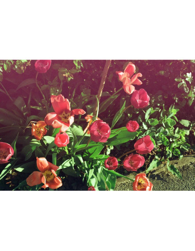 KONO Film Original Mirage 36 negatyw kolorowy 35mm