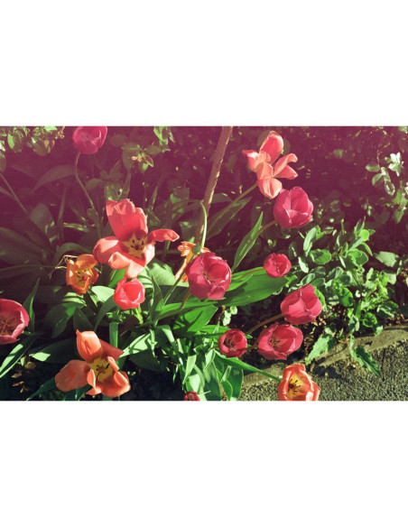 KONO Film Original Mirage 36 negatyw kolorowy 35mm