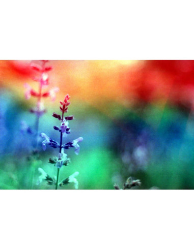 KONO Film Original Galaxy 36 negatyw kolorowy 35mm