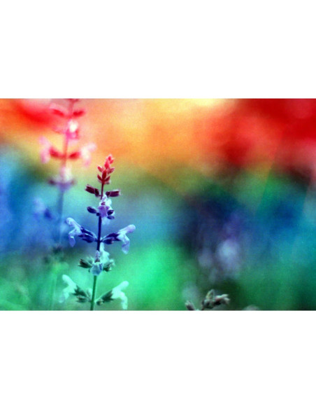 KONO Film Original Galaxy 36 negatyw kolorowy 35mm